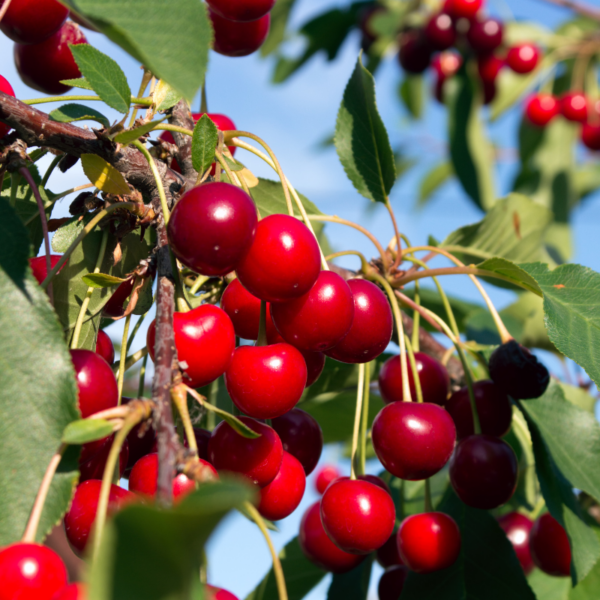 Voeg houtas van uw fruitbomen toe om deze zomer een goede oogst te garanderen.