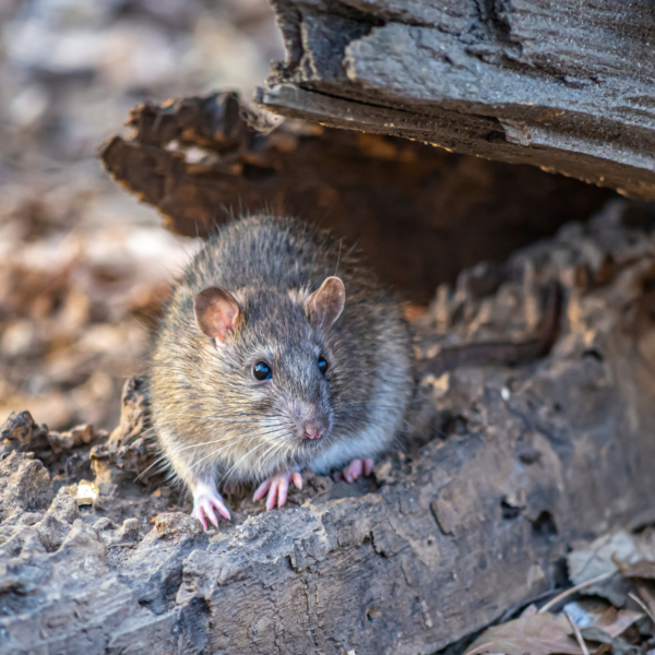 Effectieve methoden om ratten uit uw compost te verjagen