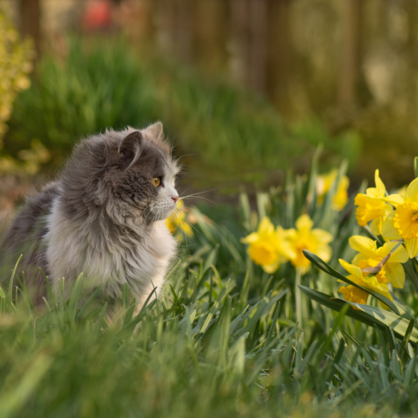 Hoe houd je katten uit je tuin? 10 handige tips